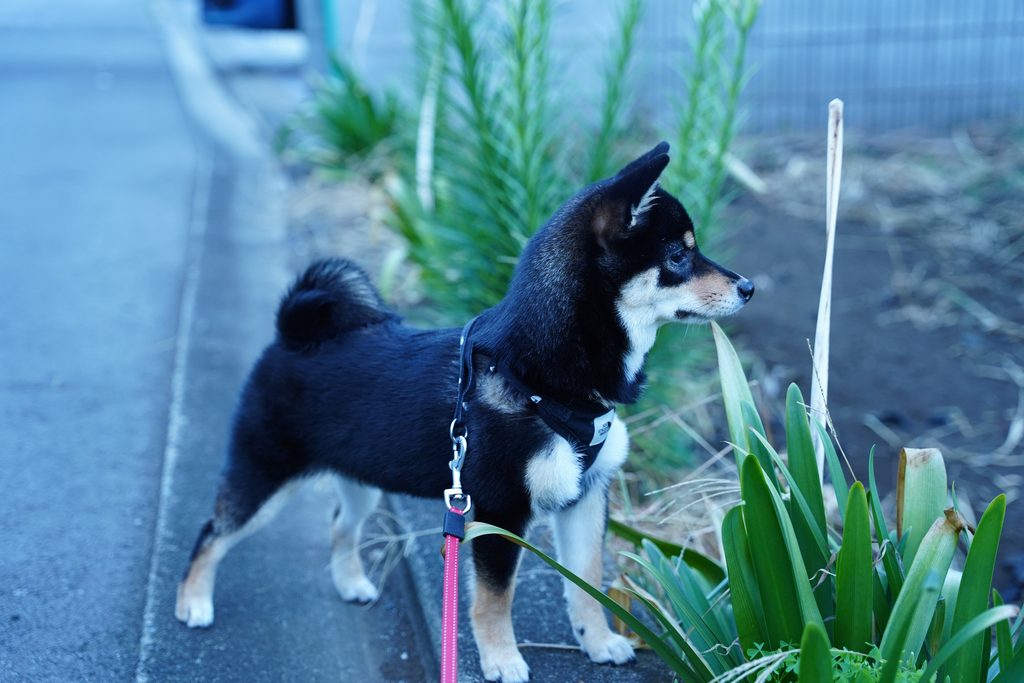 散歩中何か動くものを見つけたコロネ