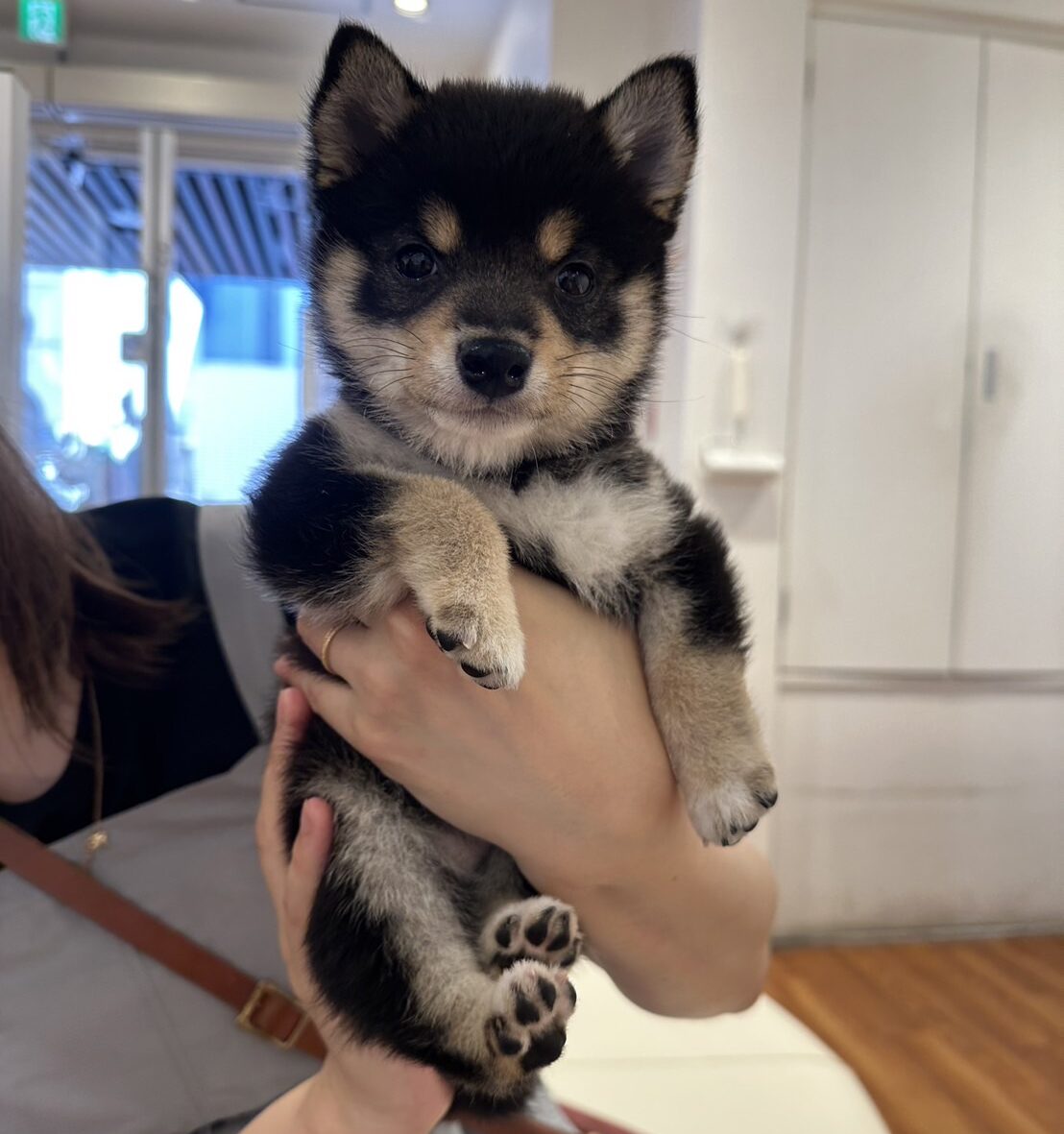 ペットショップで出会った生後3ヶ月頃のコロネ