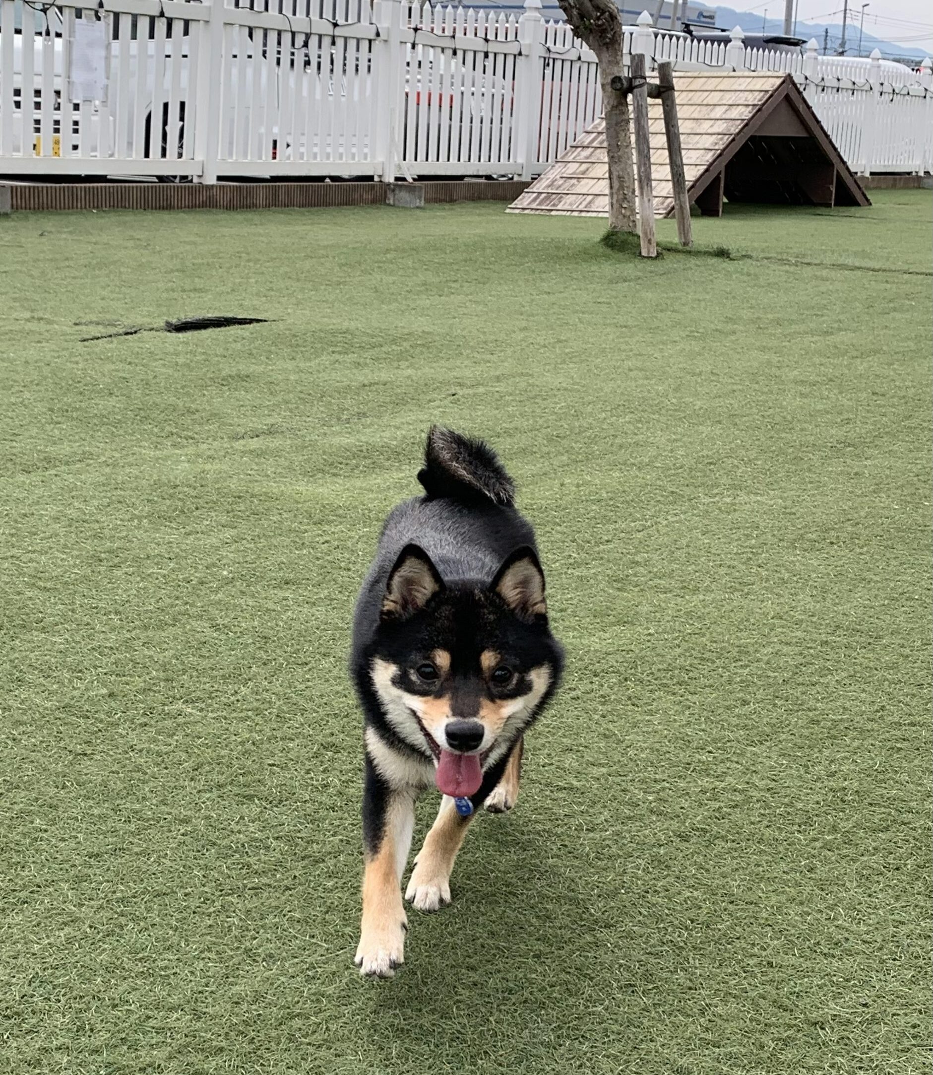 ドッグランで走るコロネ