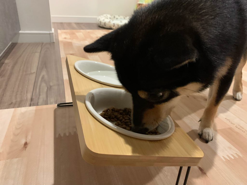 ご飯を食べているコロネ