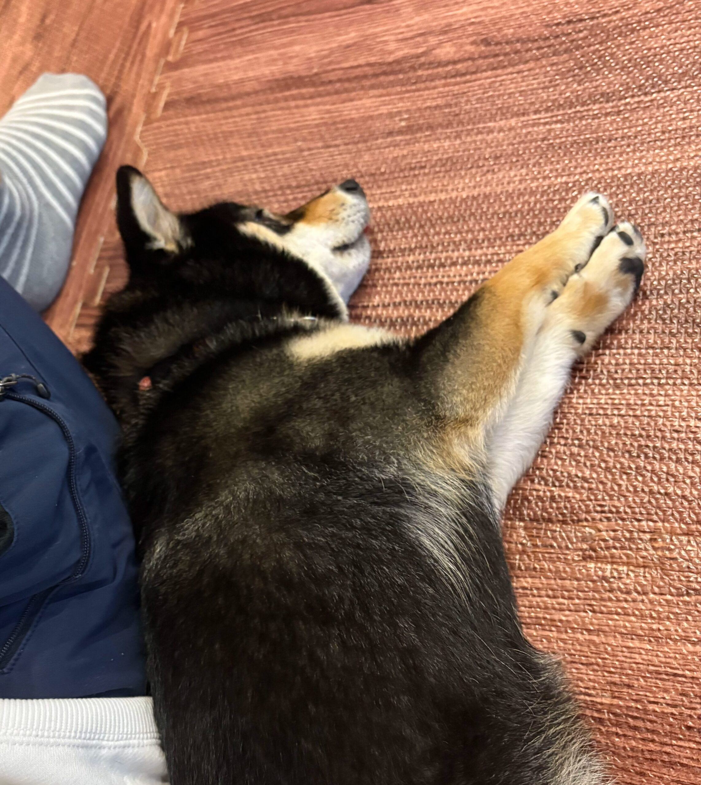 遊び疲れてくっついて寝るコロネ