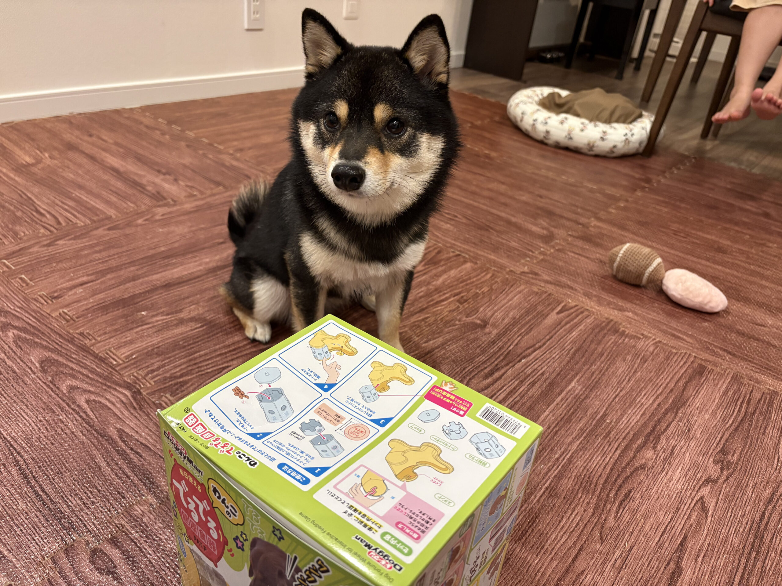 箱から出したわんこのでるでる自飯器