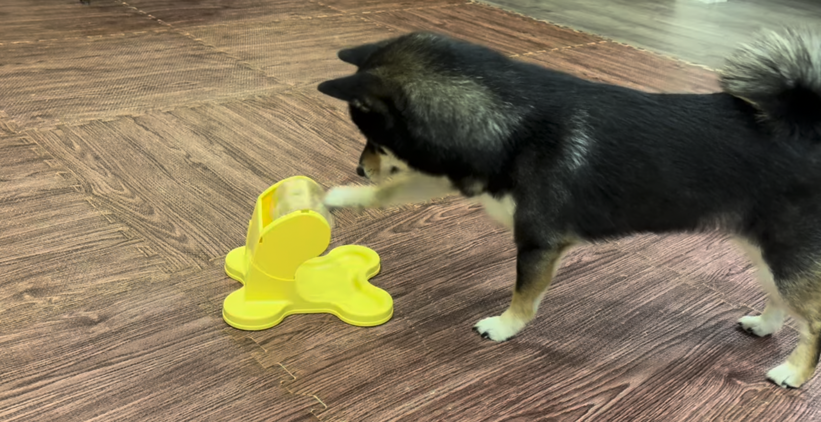 わんこのでるでる自飯器を自分で回す豆柴コロネ