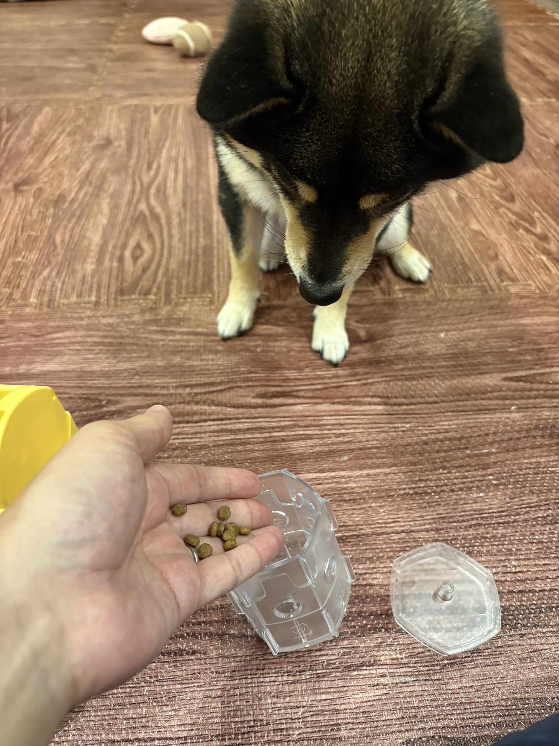 わんこのでるでる自飯器にフードを入れる様子を見る豆柴コロネ