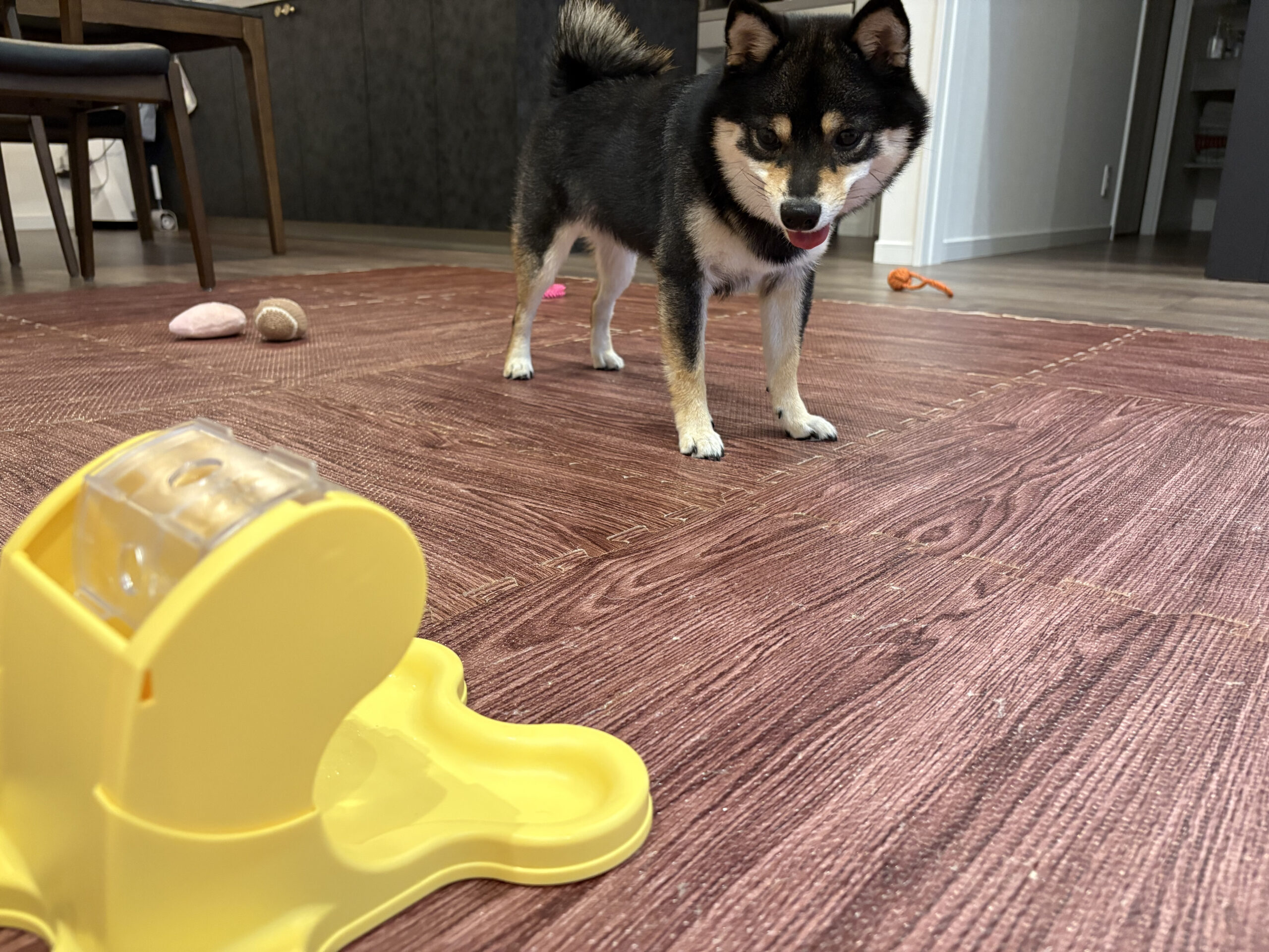 わんこのでるでる自飯器を初めて見る豆柴コロネ