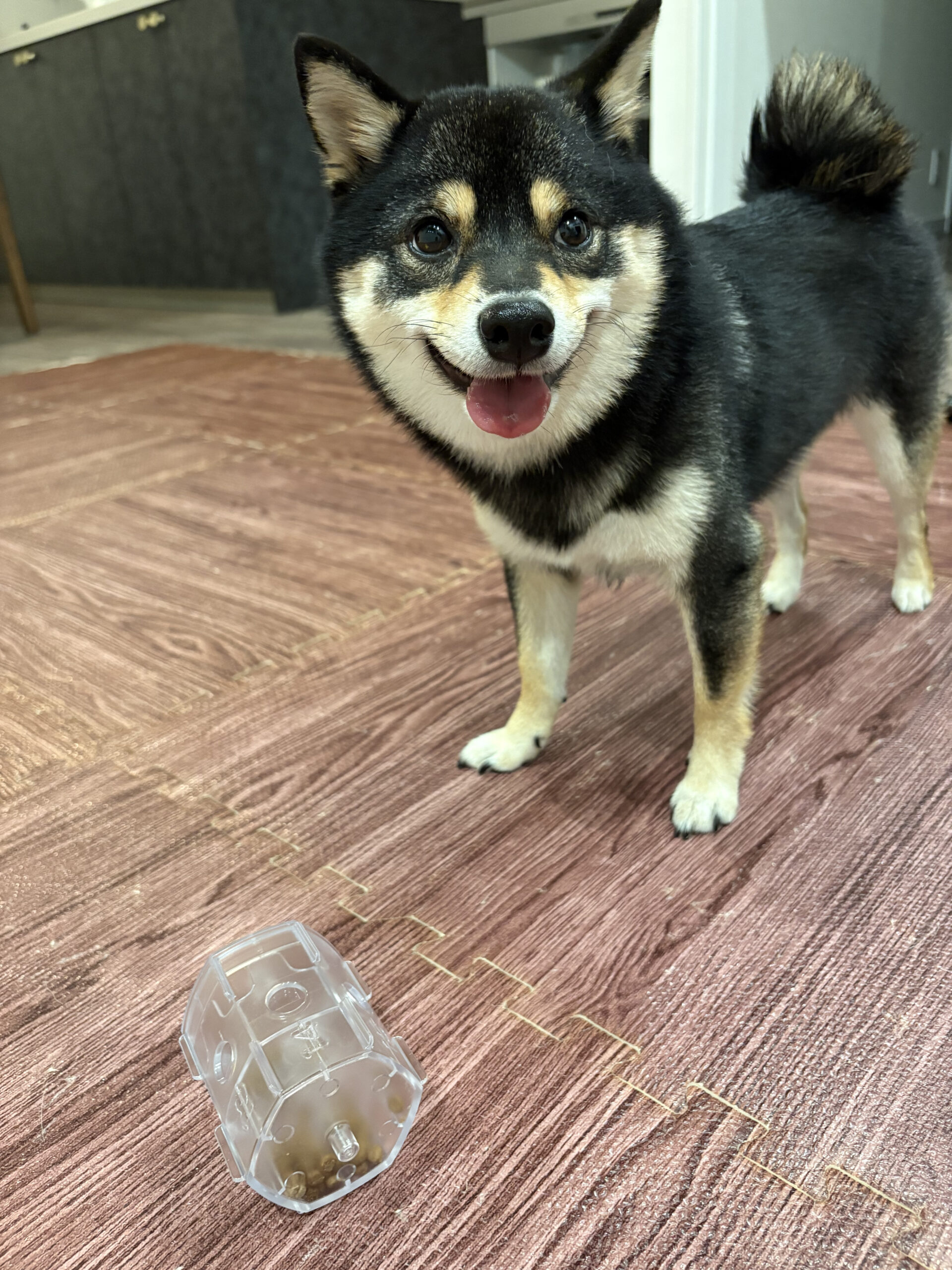 わんこのでるでる自飯器のケースを台から外して試す豆柴コロネ