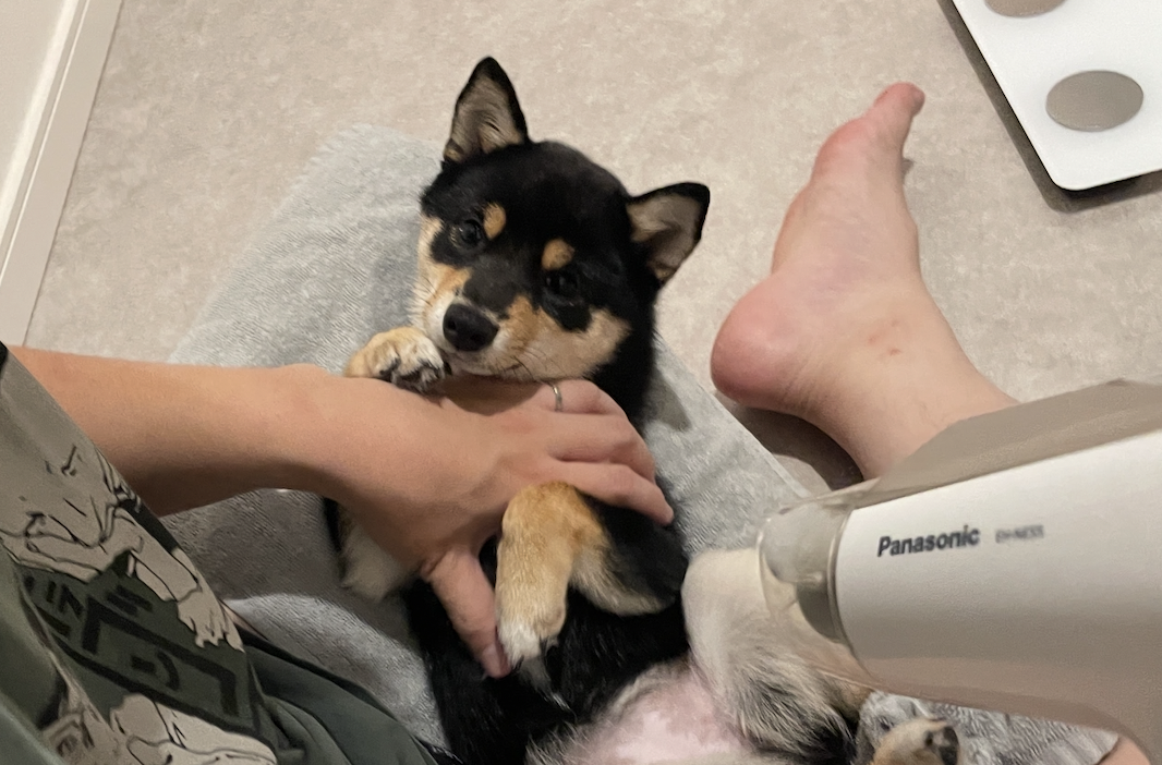 お風呂上がりにドライヤーで乾かしてもらっている黒豆柴コロネ