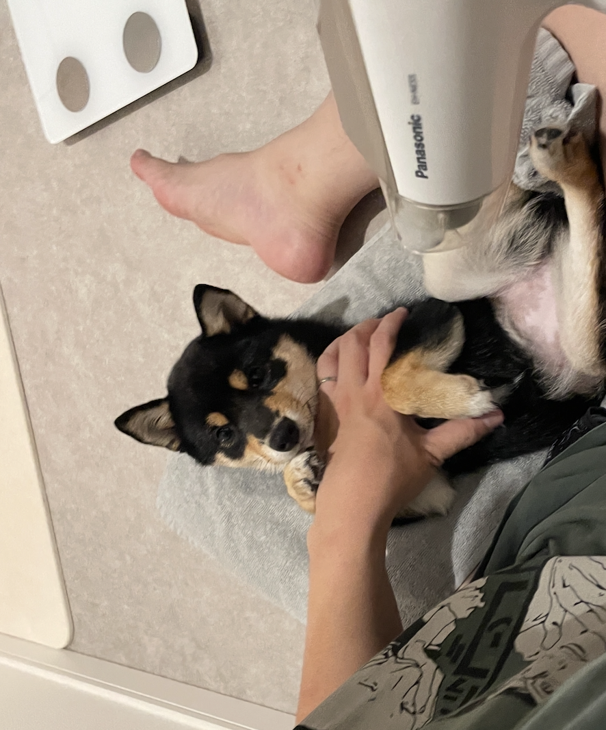 お風呂上がりにドライヤーで乾かしてもらっている黒豆柴コロネ
