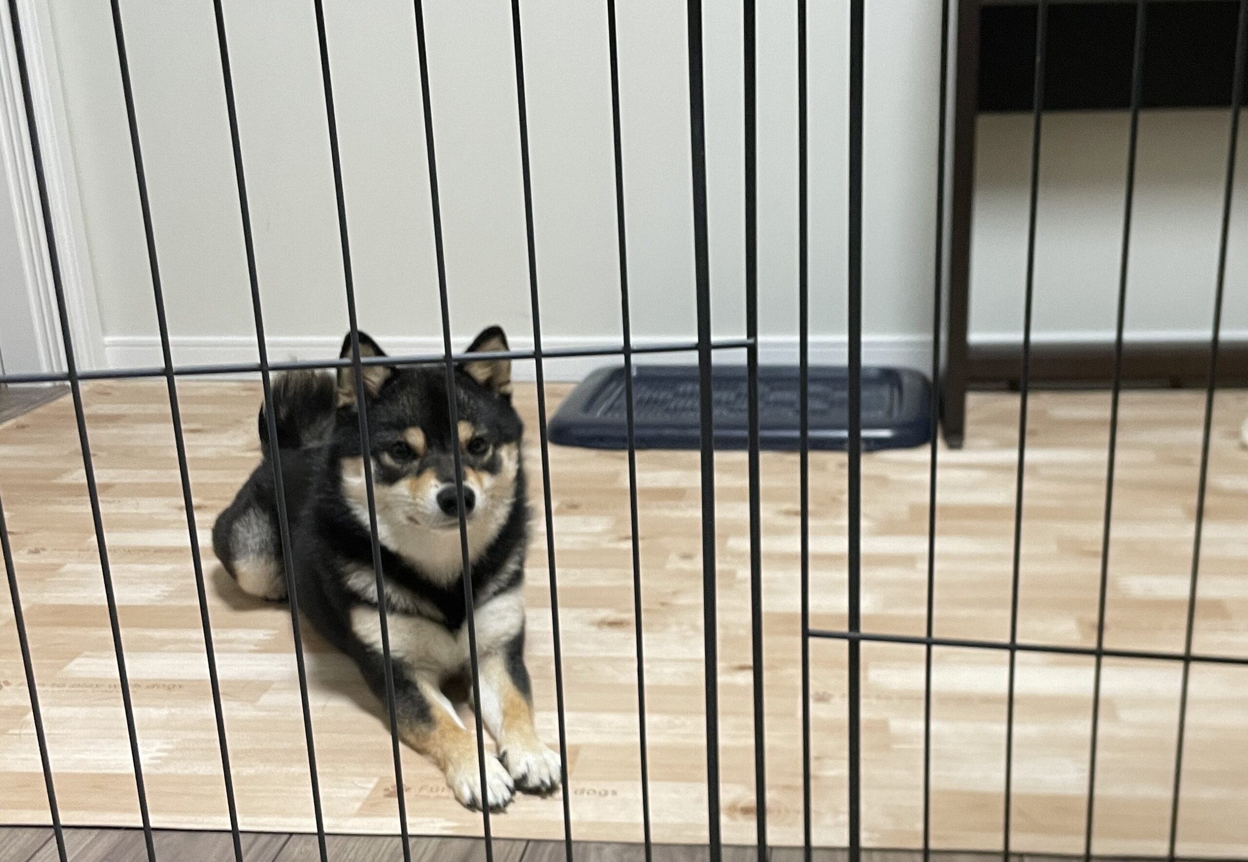 伏せのコマンドで待っている黒豆柴コロネ