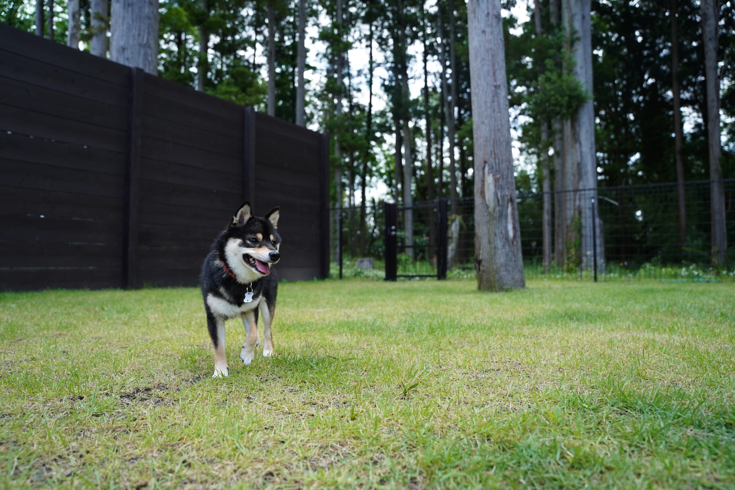 犬と宿泊できるグランピング施設の庭を走る黒豆柴コロネ
