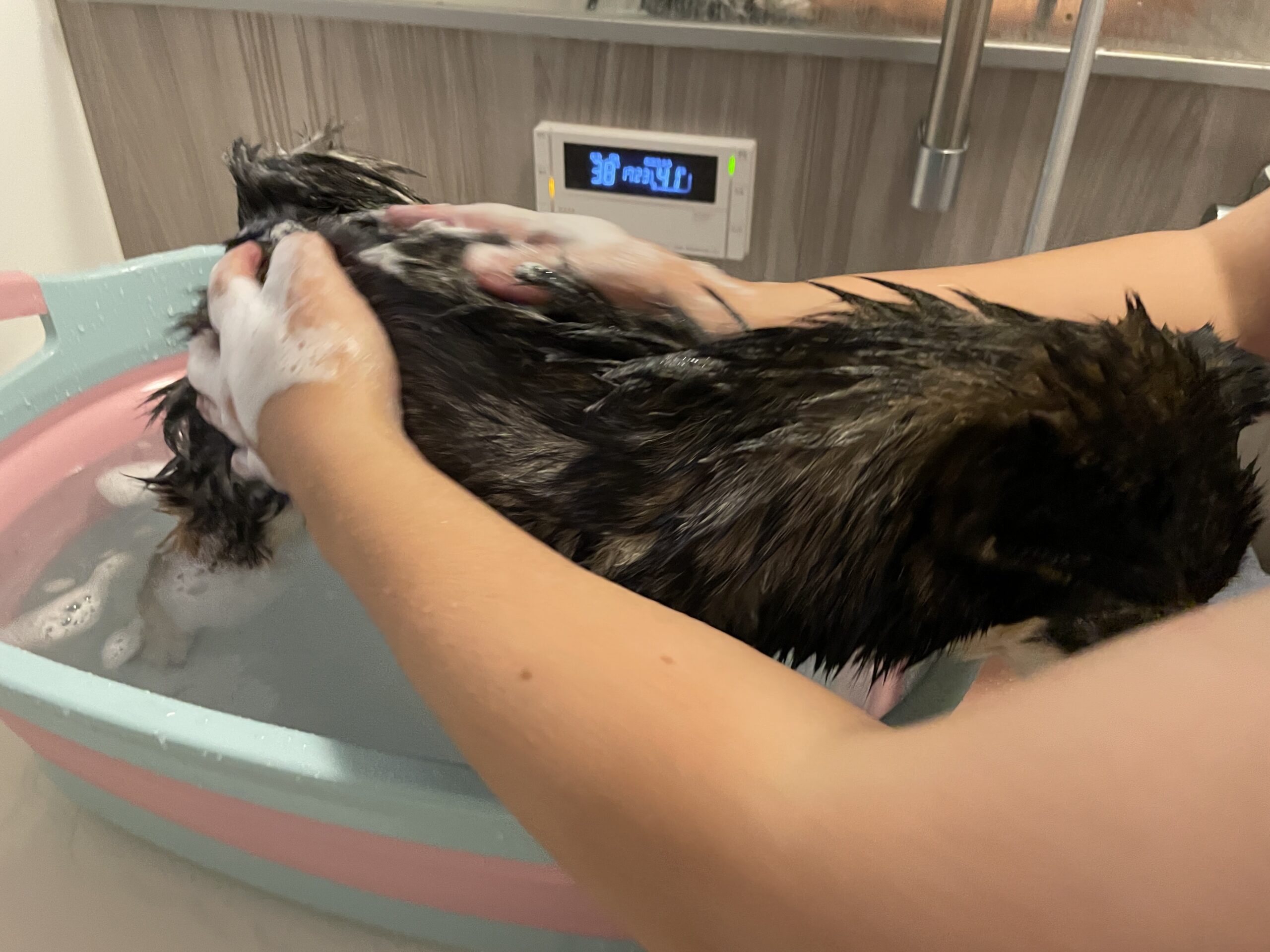 自宅のお風呂でシャンプーしている黒豆柴コロネ