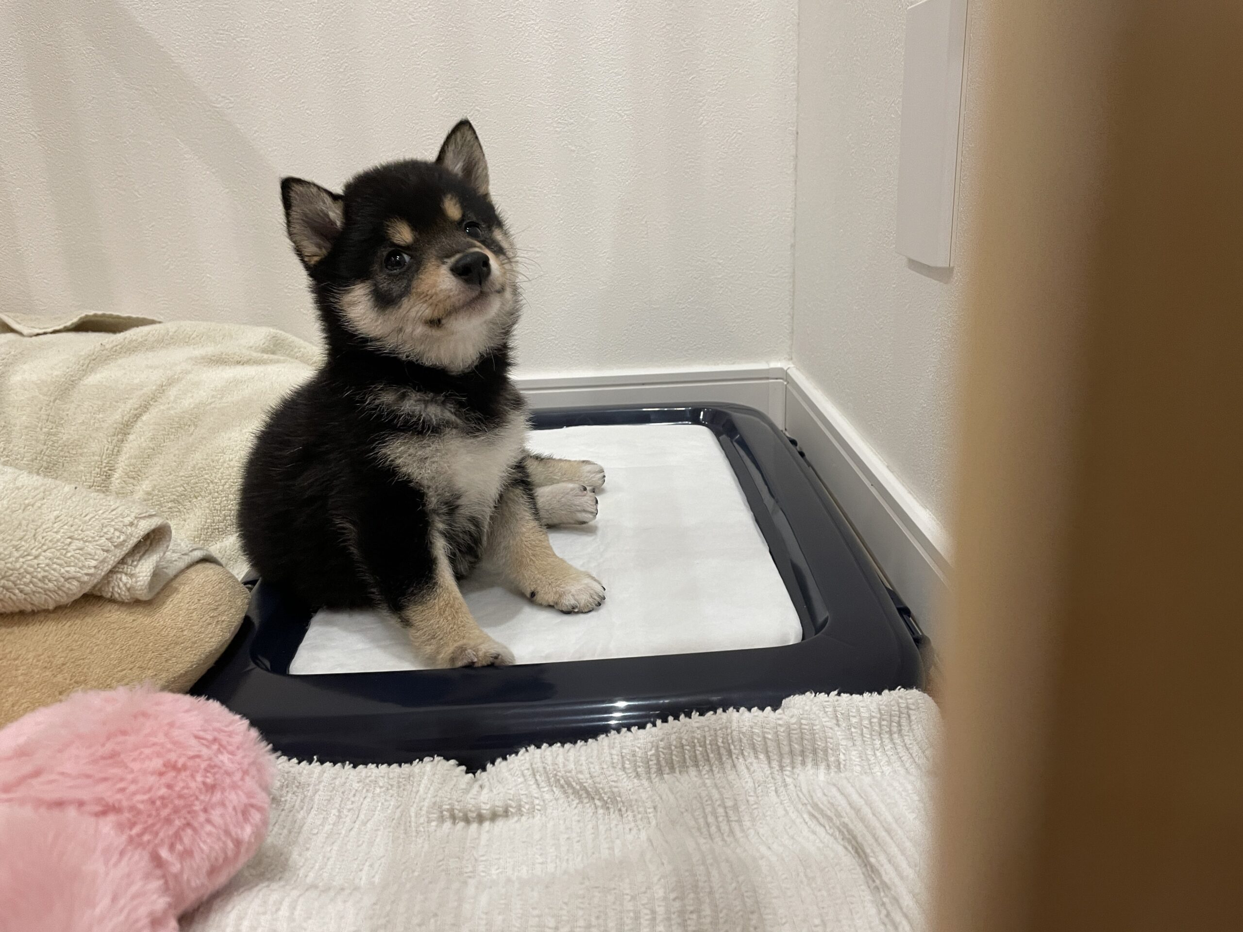 トイレシートにいたずらする子犬のころの黒豆柴コロネ